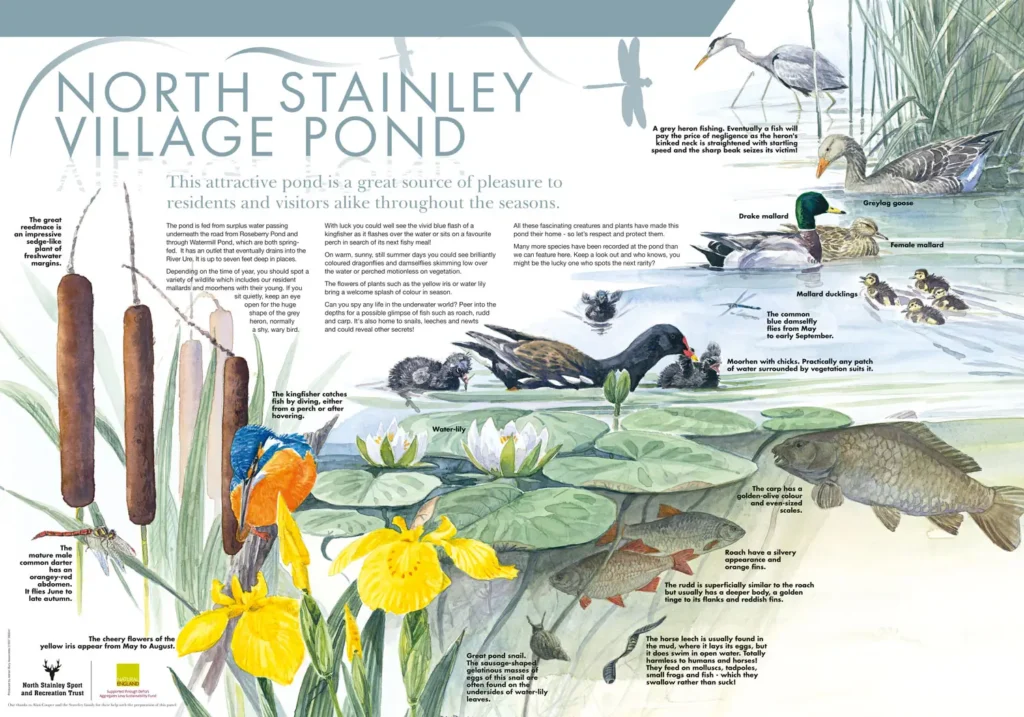 Natural England: North Stainley Village Pond wildlife panel design, Ripon North Yorkshire