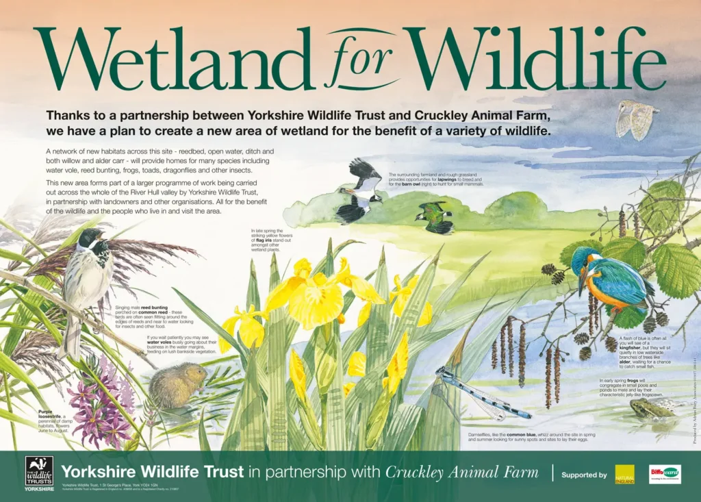 Wetland For Wildlife Interpretation display design for Yorkshire Wildlife Trust, Driffield North Yorkshire